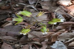 Eulophia spectabilis